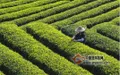 茶大师带领乡亲们种植茶叶，致富不忘生态