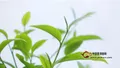 春韵夏涩秋香，季节如何划分茶叶的品质？