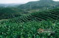2022年云南有机茶园面积要达全国第一   产值超1200亿元