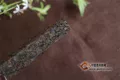 普洱茶投资分析：“老熟茶”被低估的普洱茶之一