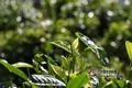 云南：推进绿色茶园建设 到2022年实现绿色化
