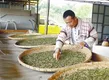 基诺族茶农泽白：一片茶叶富农家
