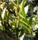 螃蟹脚——能治病的茶树寄生物？真的假的？