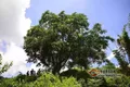 调查数据：云南古茶树，可能比你想象的要多得多！