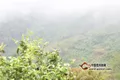 双江： 今年新植茶园1.3万亩，完成生态茶园建设2.68万亩