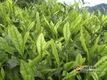 邓村绿茶功效