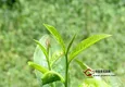 【茶人说茶】谈谈景迈山的茶香