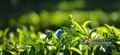 思茅区：推进茶叶有机肥替代化肥示范县建设