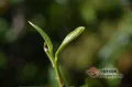 【回顾】2018年度普洱茶七大关键词