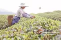 普洱市思茅区：现代化的茶产业 崛起中的“绿巨人”
