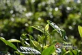 普洱茶产业是富民产业，也是绿色产业