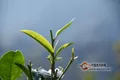 勐海古茶树申遗 保护和发展一举两得