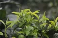 【阮殿蓉说茶】徐霞客与“太华茶”