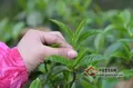 【茶人说茶】名山古树就一定是好茶么？（认知升级）