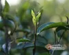 今年南糯山茶价格与特点