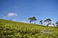 数据统计：2018中国茶产业出口36.5万吨，价量齐升！