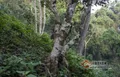 莽枝古茶树为什么大多混生在「原始森林」中？