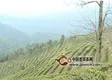 2019年春茶上市：云南文山廣南20萬(wàn)畝春茶開(kāi)采