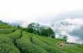 英山云雾茶的产地，英山云雾茶产自于哪里