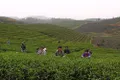 湄潭茶產業簡介最新2019.1.8