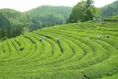 日照绿茶是哪里产的？日照绿茶产地环境介绍