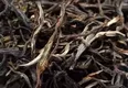 普洱茶制作：头天杀青的鲜叶，摊晾一晚，隔天早上再揉捻，会影响干茶品质吗？
