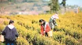 天台山：孕育出中国黄(白)化变异茶种中的珍稀茗品