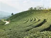 陕西位居全国植茶大省第8位，怎样打好陕茶致富牌