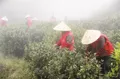 玉环火山茶：这座海岛生产的茶叶全世界仅三个地方有