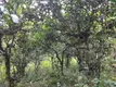 澜沧、西盟、孟连古茶树分布——古茶山