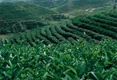 各地多种方式助推茶叶增值、农民增收