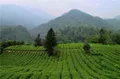 峨眉山茶博会——问禅观佛赏花，乐山推出茶旅线路迎四海宾客