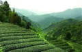 湖南安化：带动增收100亿，茶旅融合彰显联盟担当
