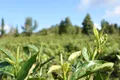 《2018年中国茶叶产销形势分析报告》发布 云南茶园面积居全国第二