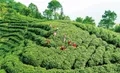 重庆大足：建成茶叶产业链条