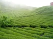 桂台两地携手发展壮大茶产业