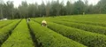 长沙县金井镇：从一片茶叶出发，迈上三产融合之路