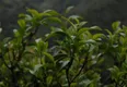 今年云南69种茶叶参考价格公布：最便宜的独木古树最低仅60元/公斤