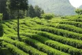 温州苍南县约谈茶叶生产加工经营单位