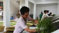 景东：春茶上市 助农增收促脱贫