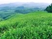 第三届中国国际茶叶博览会：浙黔两地产业联动，让好茶走向世界，让产业成为致富靠山