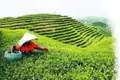 中国茶的现代划分