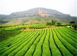 福建泰宁：年产茶叶760吨