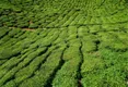 中国茶产量达261万吨，居世界第一