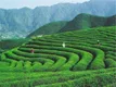 第五届中国茶业大会将于10月29日在湖北赤壁市举行