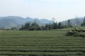 秀山茶连续两届获得重庆市十大优秀茶叶产品