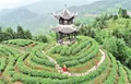 铜仁印江县发展生态茶产业