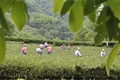 甘肃文县碧口镇：茶产业崛起金山银山