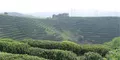 西乡县市场监管局实地指导茶叶生产企业规范化建设