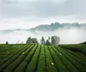 学习茶产业知识，助力地方经济发展：川茶名山区“蒙山夜校·双选课堂”开讲